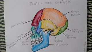 Cómo dibujar el cráneo y sus partes  How to draw the skull and its parts [upl. by Vivie]