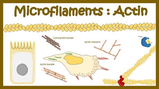 Actin polymerization Micro filament assembly [upl. by Seys]