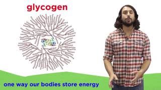 Carbohydrates Part 2 Polysaccharides [upl. by Rovner950]