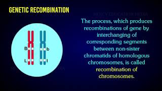 RECOMBINATION OF CHROMOSOME [upl. by Akfir]