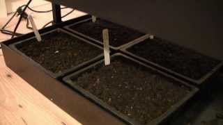 How to Grow Healthier Seedlings Using Grow Lights [upl. by Akym]