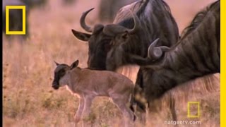 Wildebeest Migration  National Geographic [upl. by Neiluj111]