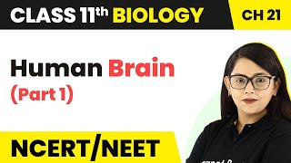 Human Brain Part 1  Neural Control And Coordination  Class 11 Biology NEET  AIIMS [upl. by Aihsetan]