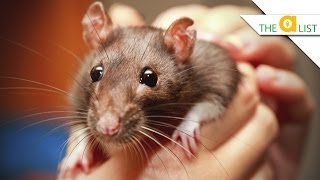 5 Fascinating Facts About Rats [upl. by Pavlov741]