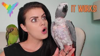 6 WAYS TO TEACH YOUR PARROT TO TALK  PARROT TALK Merlin Subtitles  MARLENE MCCOHEN [upl. by Martens890]