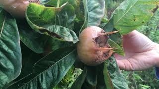 Medlar harvest amp making jelly [upl. by Bernadine]