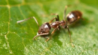 Argentine Ants  The Global Super Colony [upl. by Bettzel]