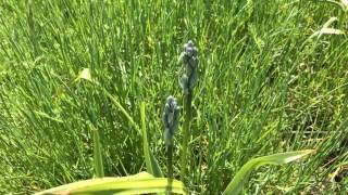 Common Camas Camassia quamash Spring Growth [upl. by Aidaas]