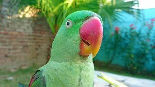 Alexandrine Parrot Natural Sounds [upl. by Ydnam]