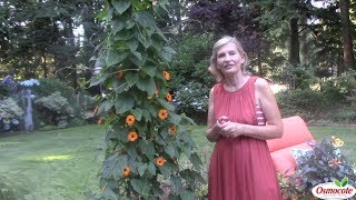 BlackEyed Susan Vine on a Warm Summer Patio [upl. by Ennahteb76]