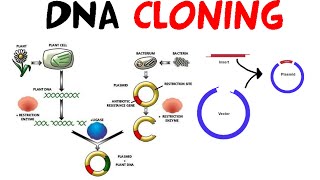 DNA cloning [upl. by Arzed308]