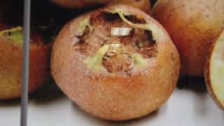 Medlar  Medieval fruit [upl. by Reynolds]