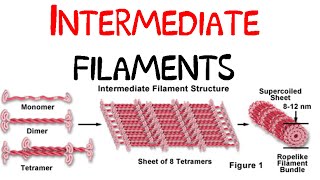 Intermediate filaments [upl. by Sass]