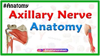 Axillary nerve Anatomy  Origin Course Branches innervation  Usmle Step 1 Anatomy [upl. by Man612]