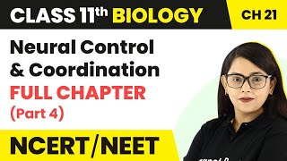 Neural Control and Coordination Full Chapter Explanation Part 4 Class 11 Biology Ch 21 NCERTNEET [upl. by Lexa]