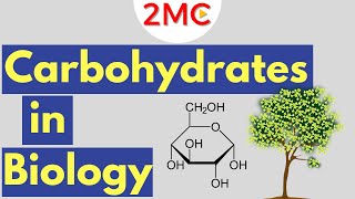 Carbohydrates  Biological Molecules Simplified 1 [upl. by Aerbma229]