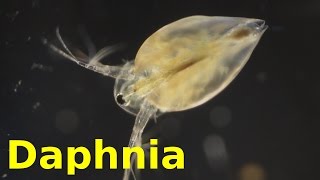 Daphnia [upl. by Laohcin]