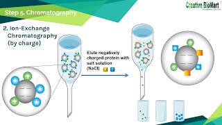 Protein Purification [upl. by Odnumde818]