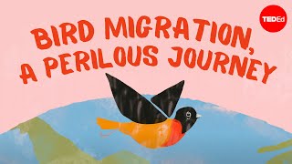 Bird migration a perilous journey  Alyssa Klavans [upl. by Nimesay]