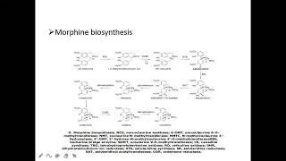 Biosynthesis and Functions of Alkaloids [upl. by Yerffoeg]