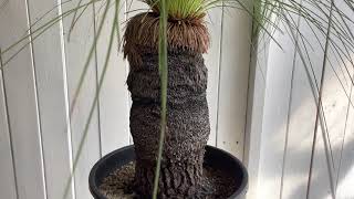 Xanthorrhoea jonsonii キサントロエア ジョンソニー（ブラックボーイ） [upl. by Kester981]