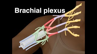 Brachial plexus [upl. by Irafat]