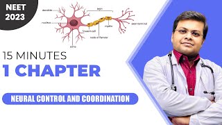 One Chapter in Just 15 Minutes  Neural Control and Coordination Class 11  NEET2023  Dr S K Singh [upl. by Anavlys]