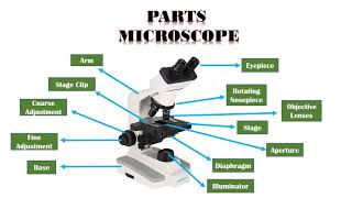 Microscope Types Parts and Function [upl. by Baillieu228]