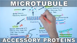 Accessory Proteins of Microtubule Cytoskeleton System [upl. by Luana]