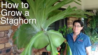 Grow a Staghorn Fern on your Veranda House or Tree in Australia [upl. by Ozkum]