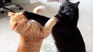 EPIC Cat Fight Compilation  Cole and Marmalade [upl. by Kelila]