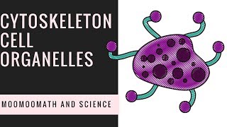 Cytoskeleton Structure  Cell Organelles [upl. by Magel]