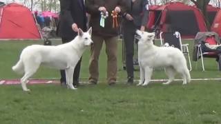 White German Shepherd vs White Swiss Shepherd  Difference Explainedmp4 [upl. by Ahsimit]