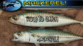 How to catch Mackerel  TAFishing [upl. by Wurtz]