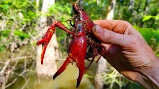 2500 mile Fishing Adventure  PART 3 Fishing Louisiana Catfish Frogs and Crawfish [upl. by Nylidnarb557]