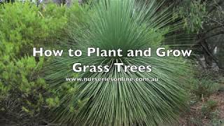 How Plant and Grow Grass Trees  Xanthorrhoea Species [upl. by Imuy378]