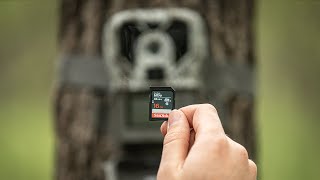 Avoid These 5 SD Card Trail Camera Mistakes [upl. by Berenice912]