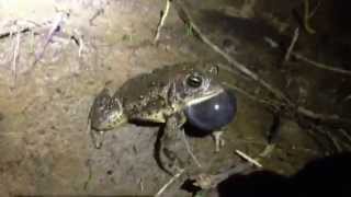 Woodhouses Toad Calling closeup [upl. by Bernstein857]