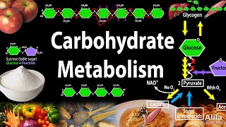 Carbohydrate Structure and Metabolism an Overview Animation [upl. by Adalbert]