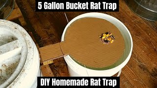 5 Gallon Bucket Rat Trap  DIY Homemade Rat Trap [upl. by Otes]