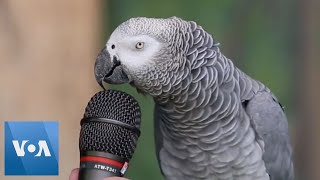 Talking Parrot  VOANews [upl. by Perot]