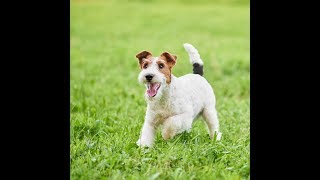 LE FOXTERRIER [upl. by Herring]