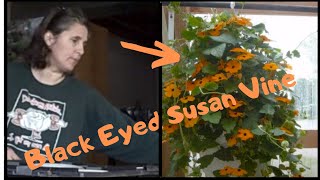 How to Grow Thunbergia Black Eyed Susan Vine From Seed  Indoor Growing [upl. by Johna]