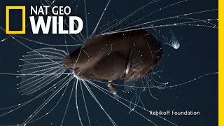 FirstEver Footage of DeepSea Anglerfish Mating Pair  Nat Geo Wild [upl. by Tallulah]