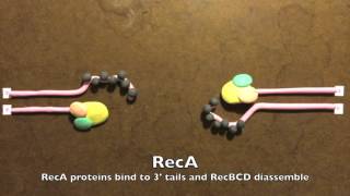 Homologous Recombination in Prokaryotes [upl. by Vitalis552]