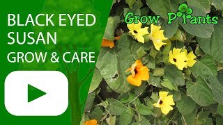 Black eyed Susan vine  grow and care [upl. by Cavit]