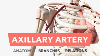 Axillary Artery  Anatomy Branches amp Relations [upl. by Milford]