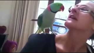 Marty quotThe Magnificentquot Alexandrine Parrot Talking and Waving quotBye Byequot [upl. by Emil]