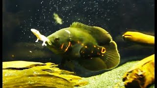 Best Top 5 Oscar Fish Feeding  The Super Predator Fish  Oscar Fish Eating [upl. by Courtund]