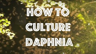 How To Culture Daphnia Magna [upl. by Ettereve]